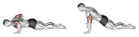 Bodyweight Kneeling Push Up demonstration