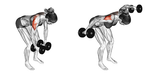 Dumbbell Rear Delt Reverse Fly demonstration