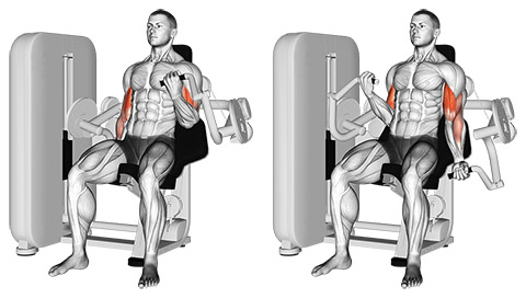 Machine Bicep Curl demonstration