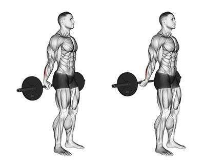 Barbell Behind the Back Bicep Wrist Curl demonstration