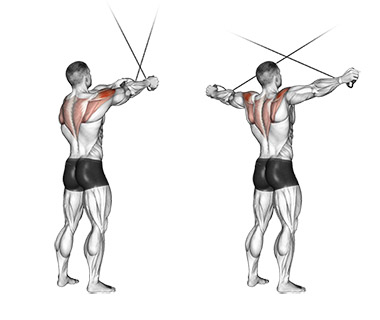 Cable Rear Delt Reverse Fly demonstration